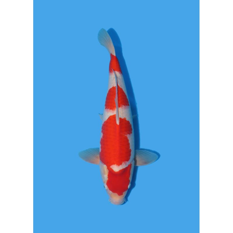 Koï Japon Nisai Kohaku Femelle eleveur Himitsu +-45cm