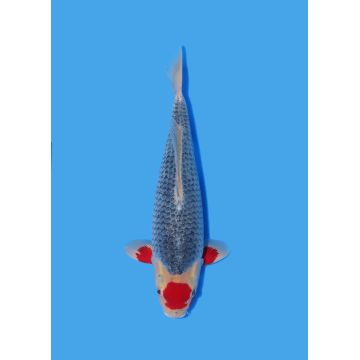 Koï Japon Nisai Kohaku Femelle eleveur Himitsu +-45cm