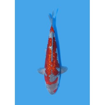 Koï Japon Nisai Kohaku Femelle eleveur Himitsu +-45cm