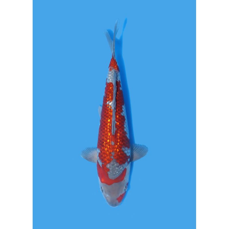 Koï Japon Nisai Kohaku Femelle eleveur Himitsu +-45cm