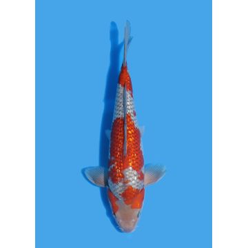 Koï Japon Nisai Kohaku Femelle eleveur Himitsu +-45cm