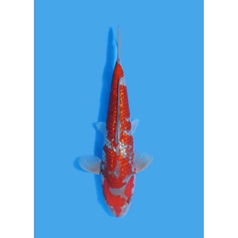 Koï Japon Nisai Kohaku Femelle eleveur Himitsu +-45cm