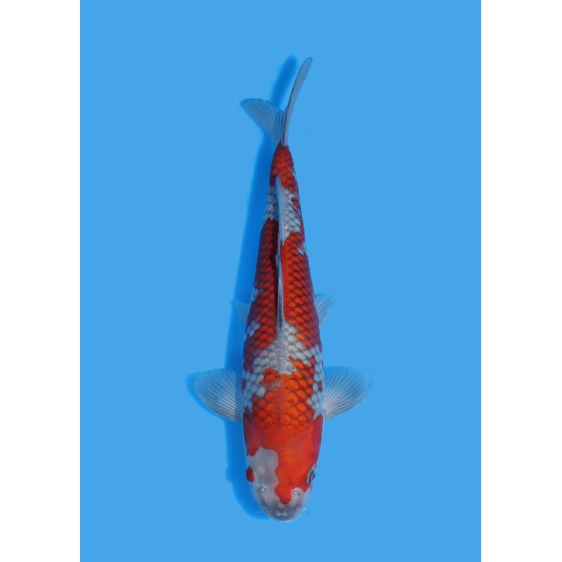 Koï Japon Nisai Kohaku Femelle eleveur Himitsu +-45cm