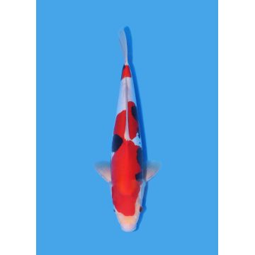 Koï Japon Nisai Kohaku Femelle eleveur Himitsu +-45cm