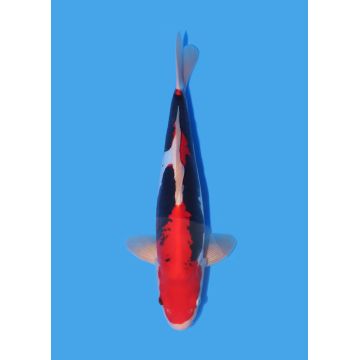 Koï Japon Nisai Kohaku Femelle eleveur Himitsu +-45cm