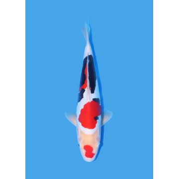 Koï Japon Nisai Kohaku Femelle eleveur Himitsu +-45cm