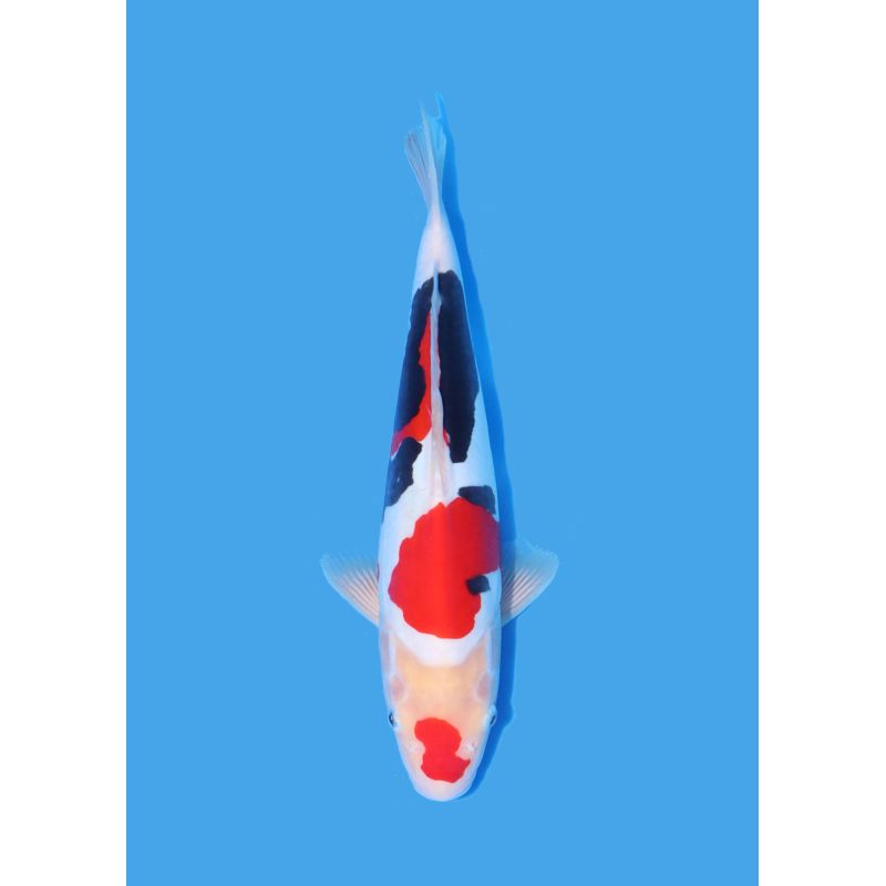 Koï Japon Nisai Kohaku Femelle eleveur Himitsu +-45cm