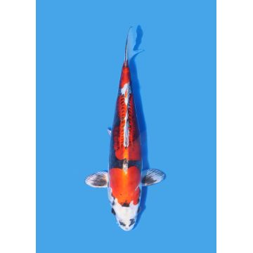 Koï Japon Nisai Kohaku Femelle eleveur Himitsu +-45cm