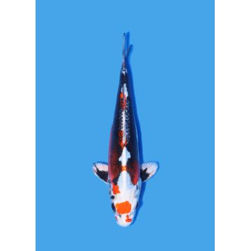 Koï Japon Nisai Kohaku Femelle eleveur Himitsu +-45cm