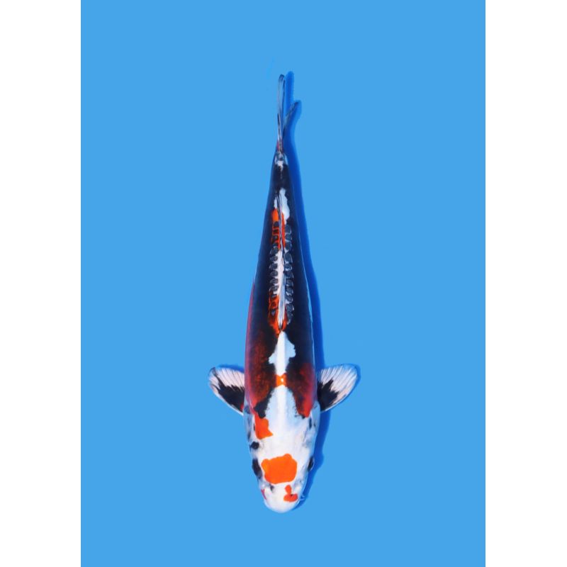 Koï Japon Nisai Kohaku Femelle eleveur Himitsu +-45cm