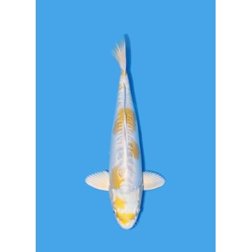 Koï Japon Nisai Kohaku Femelle eleveur Himitsu +-45cm