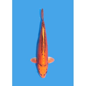 Koï Japon Nisai Kohaku Femelle eleveur Himitsu +-45cm