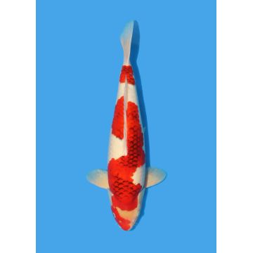 Koï Japon Nisai Kohaku Femelle eleveur Himitsu +-45cm