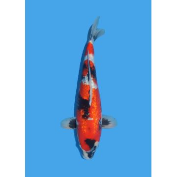 Koï Japon Nisai Kohaku Femelle eleveur Himitsu +-45cm