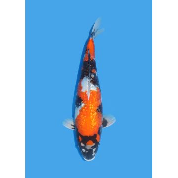 Koï Japon Nisai Kohaku Femelle eleveur Himitsu +-45cm