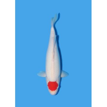 Koï Japon Nisai Kohaku Femelle eleveur Himitsu +-45cm