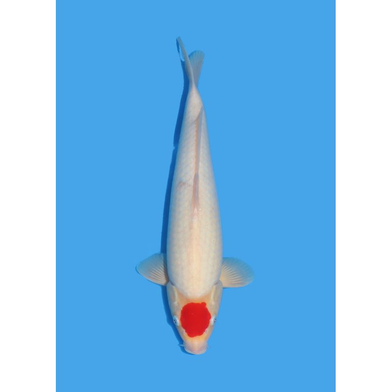 Koï Japon Nisai Kohaku Femelle eleveur Himitsu +-45cm