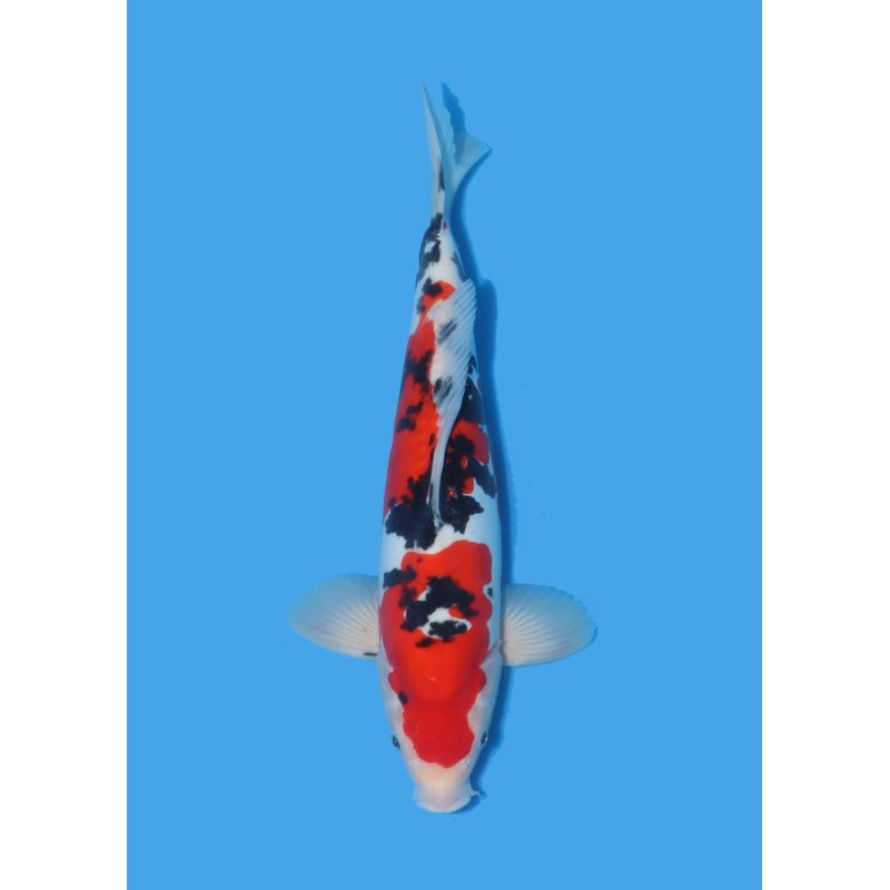 Koï Japon Nisai Kohaku Femelle eleveur Himitsu +-45cm