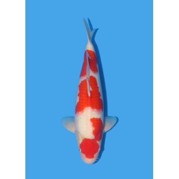 Koï Japon Nisai Kohaku Femelle eleveur Himitsu +-45cm