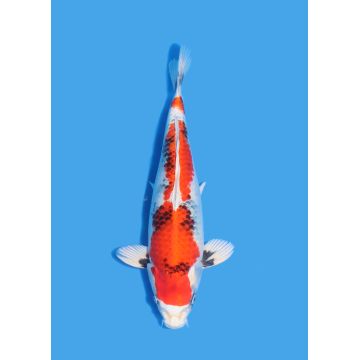 Koï Japon Nisai Kohaku Femelle eleveur Himitsu +-45cm