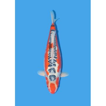 Koï Japon Nisai Kohaku Femelle eleveur Himitsu +-45cm