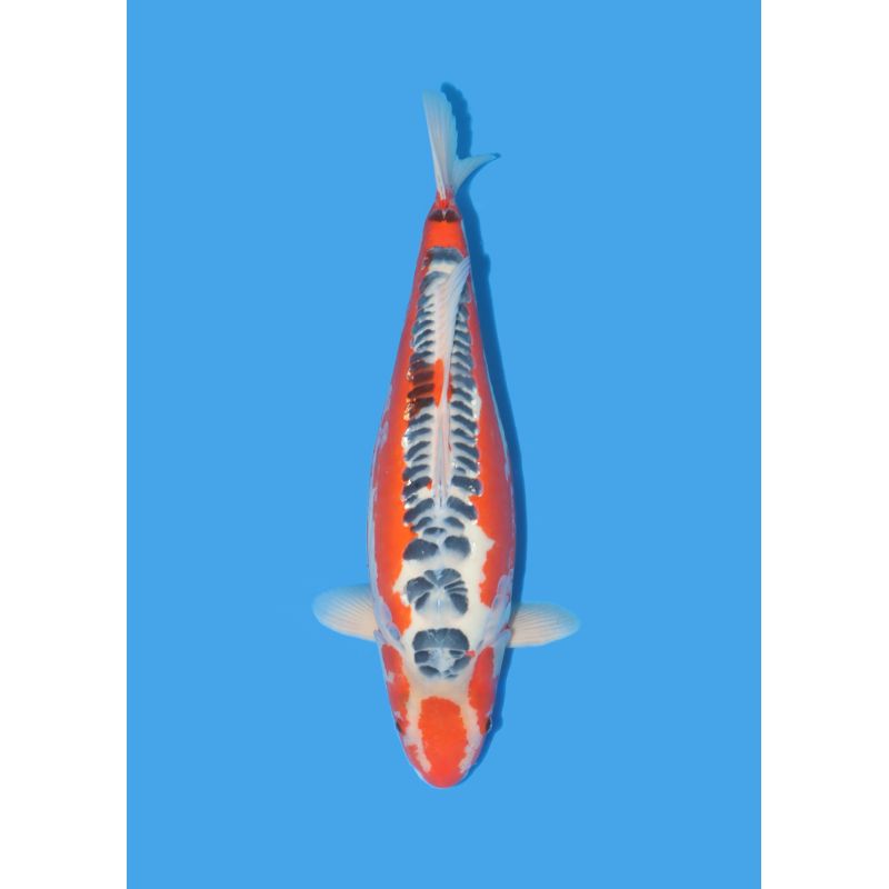 Koï Japon Nisai Kohaku Femelle eleveur Himitsu +-45cm