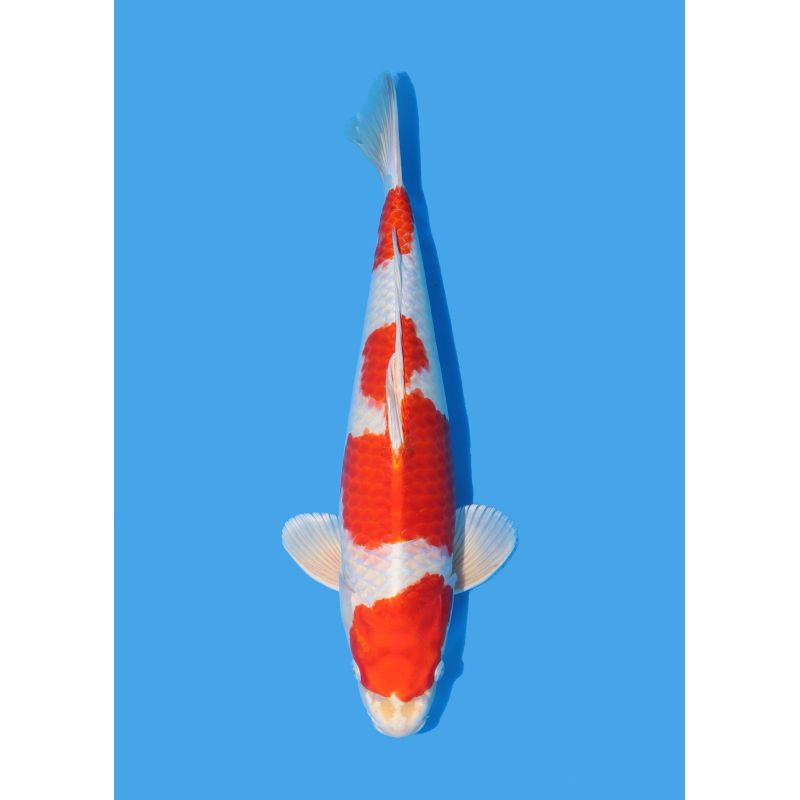 Koï Japon Nisai Kohaku Femelle eleveur Himitsu +-45cm