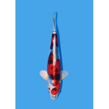 Koï Japon Nisai Kohaku Femelle eleveur Himitsu +-45cm