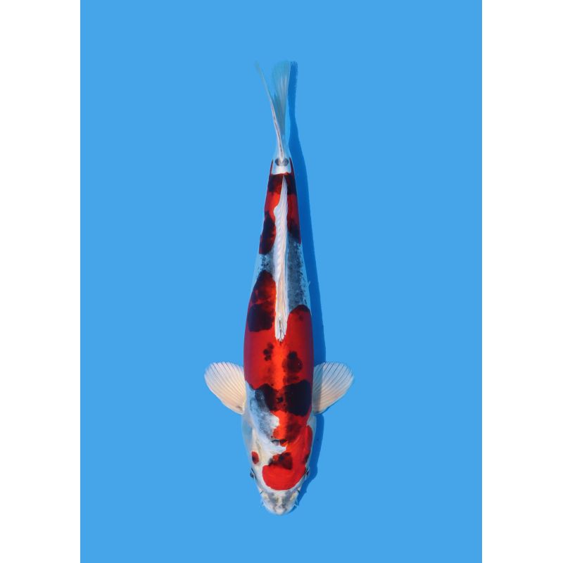 Koï Japon Nisai Kohaku Femelle eleveur Himitsu +-45cm