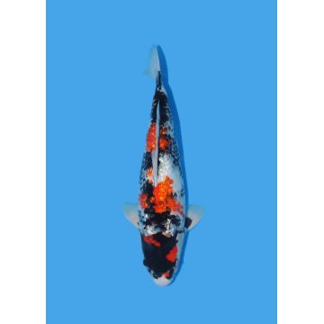 Koï Japon Nisai Kohaku Femelle eleveur Himitsu +-45cm