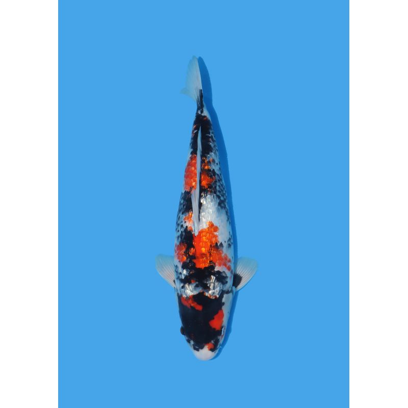 Koï Japon Nisai Kohaku Femelle eleveur Himitsu +-45cm