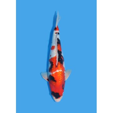 Koï Japon Nisai Kohaku Femelle eleveur Himitsu +-45cm