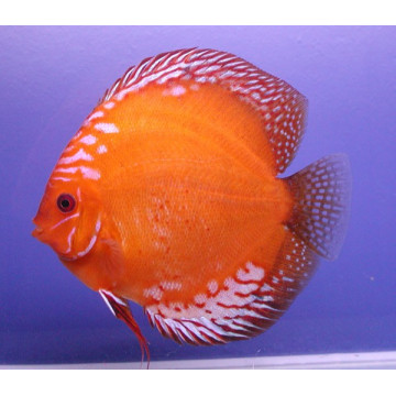 Discus  Marlboro Stendker d'élevage Allemand 8-9 cm