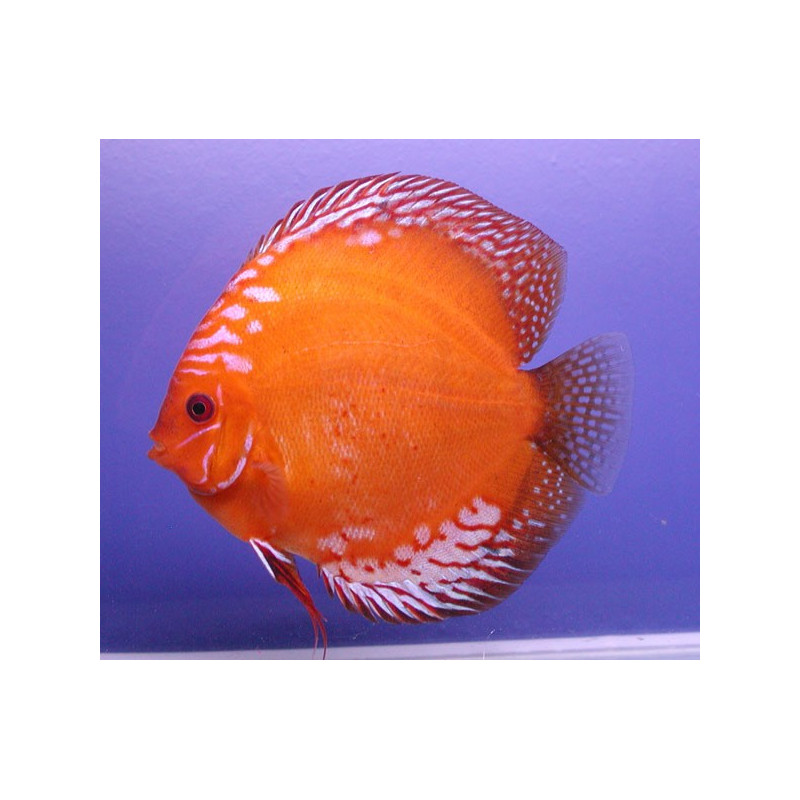 Discus  Marlboro Stendker d'élevage Allemand 8-9 cm