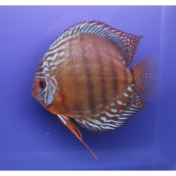 Discus Alenquer Stendker d'élevage Allemand 14 cm  