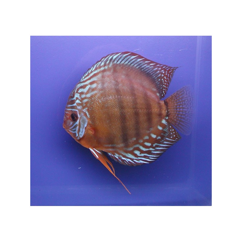 Discus Alenquer Stendker d'élevage Allemand 14 cm  