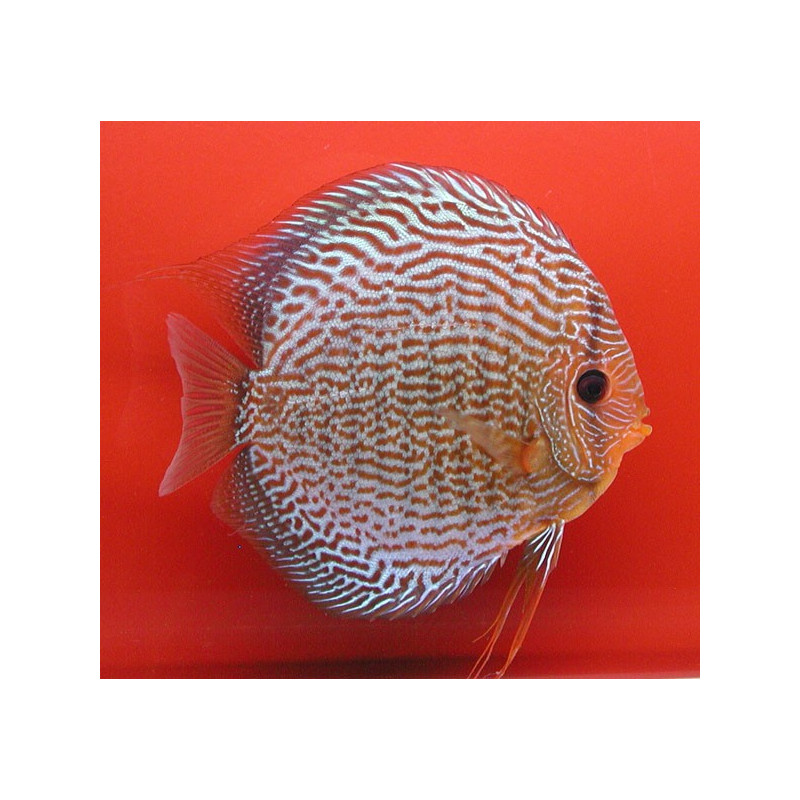 Discus Snake Skin rouges 10-11cm le lot de 2