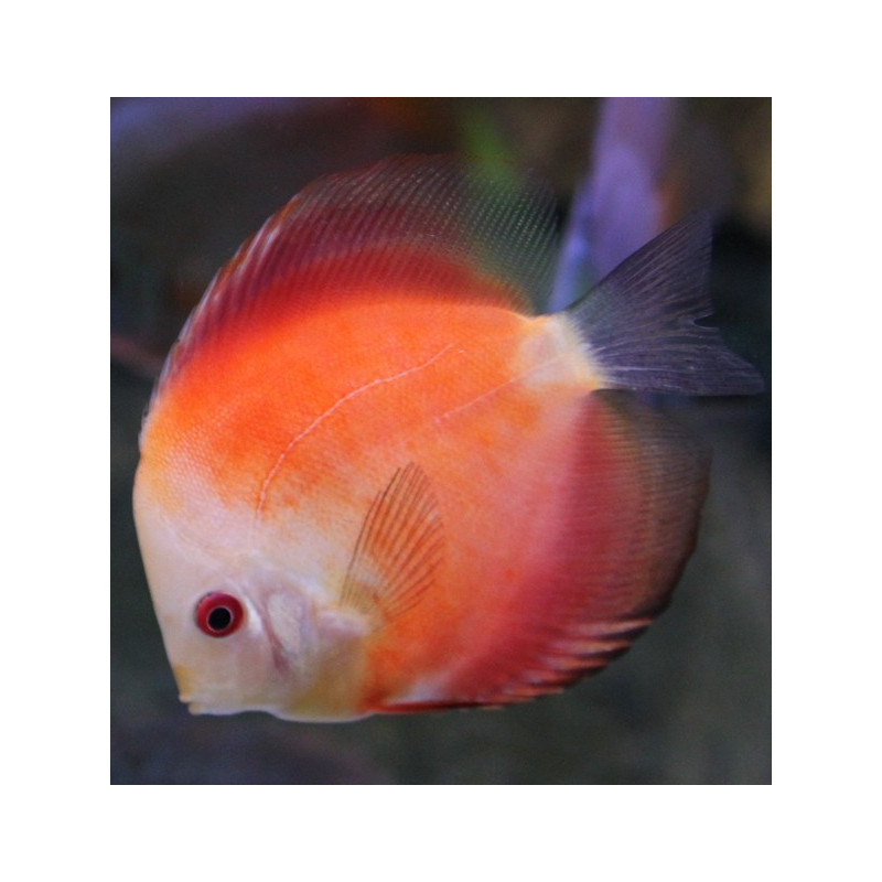 Discus Marlboro à face blanche Stendker d'élevage Allemand 10cm