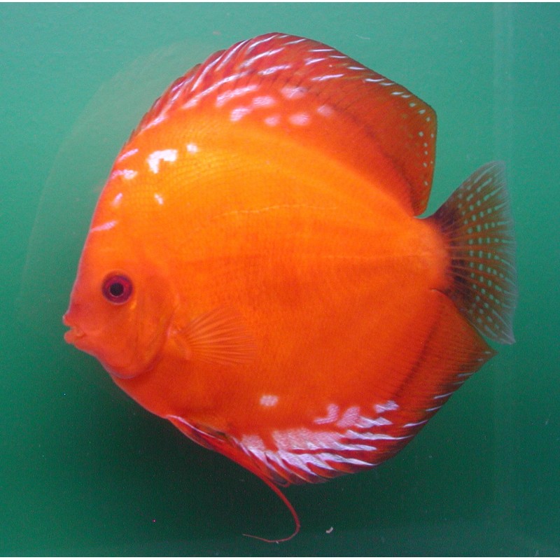 Discus Pigeon blood 15-17cm le couple