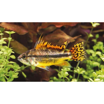 Apistogramma Cacatuoides double red 5-7cm