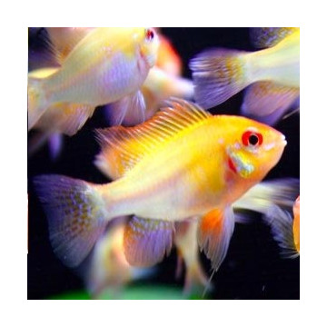 Apistogramma - Mikrogeophagus Ramirezi Gold le couple 12,50 €