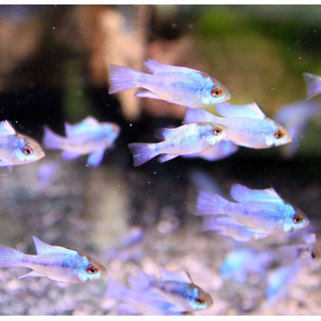 Apistogramma-Ramirezi bleu électrique lot de 4