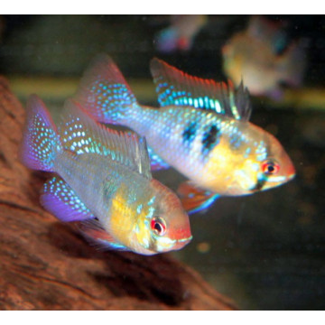 Apistogramma -Mikrogeophagus Ramirezi 3-4 cm le lot de 4  