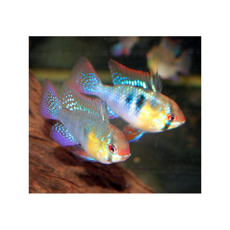 Apistogramma -Mikrogeophagus Ramirezi 3-4 cm le lot de 4  27,50 €