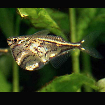 Carnegiella Strigata - Poisson Hachette marbrés