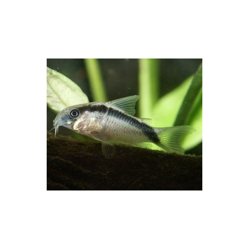 Corydoras Arcuatus 5-6cm          8,50 €