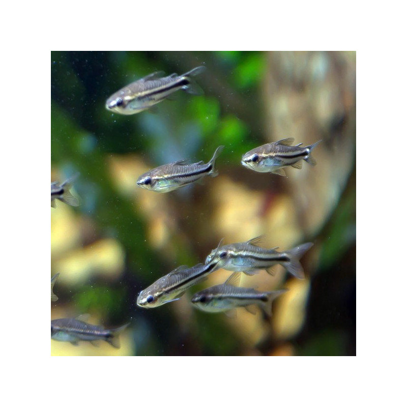 Corydoras Pygmaeus 