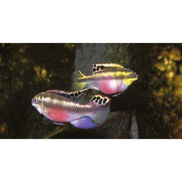 Pelvicachromis Kribensis  8,50 €