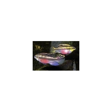 Pelvicachromis Kribensis le couple 16,50 €