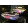 Pelvicachromis Kribensis le couple 16,50 €